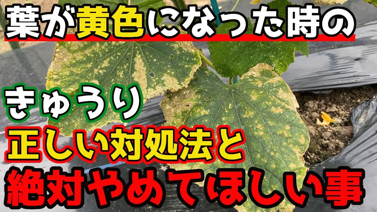 夏に見られる黄色いきゅうりの原因と対策