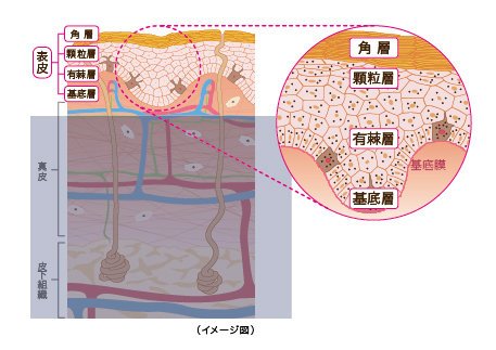77 9月24日 ～カエルの受精卵の表層回転と背腹軸形成～