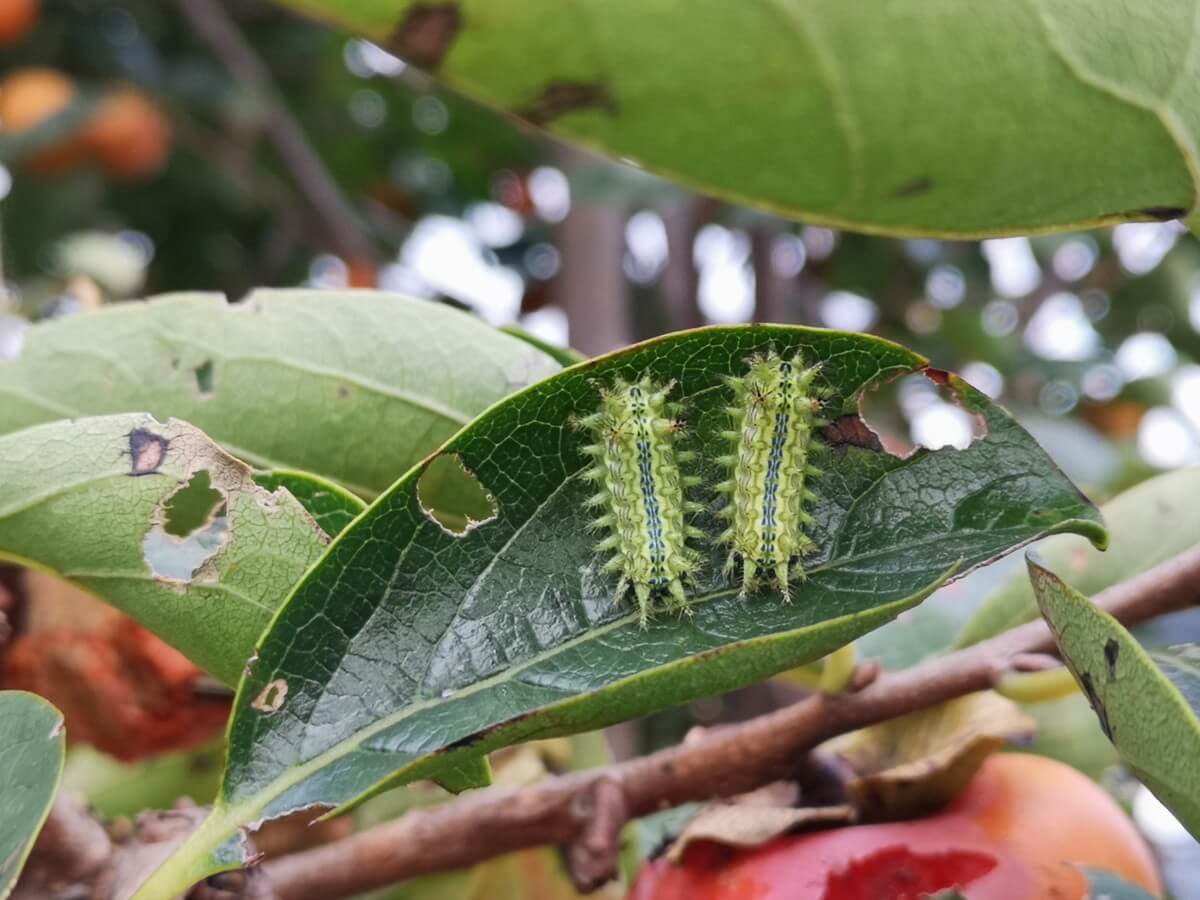 イラガ幼虫の対策＆刺された時の処置方法＜完全マニュアル＞YAMA HACK ヤマハック