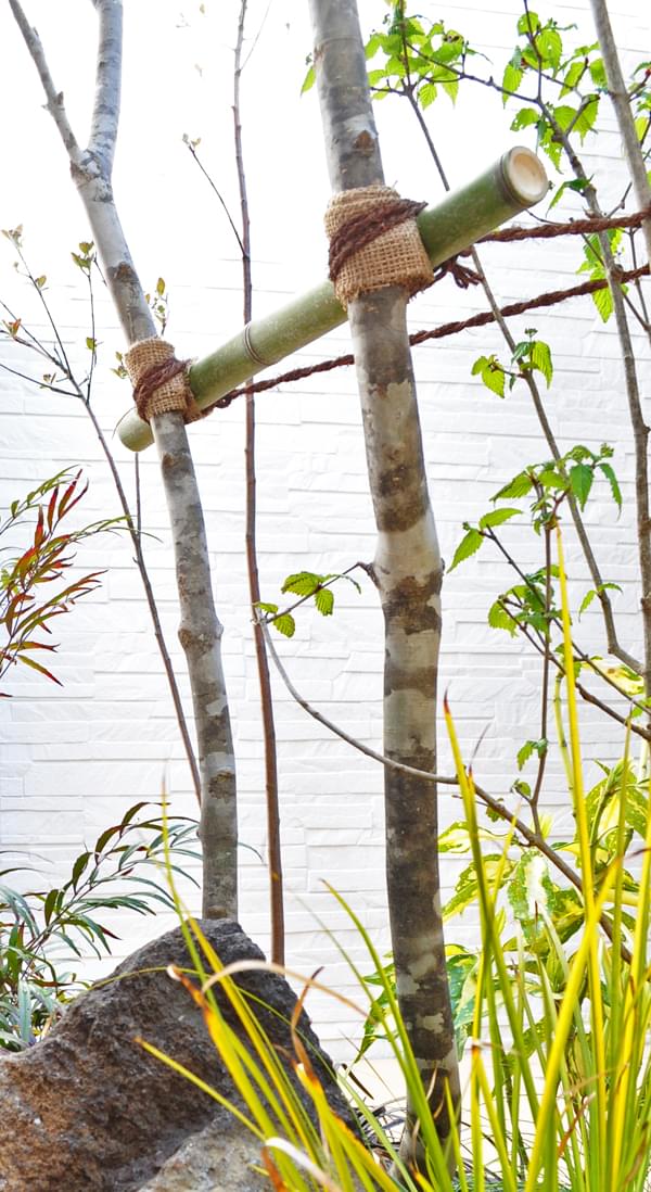 アオダモのお手入れ 日常管理、水やり、剪定など