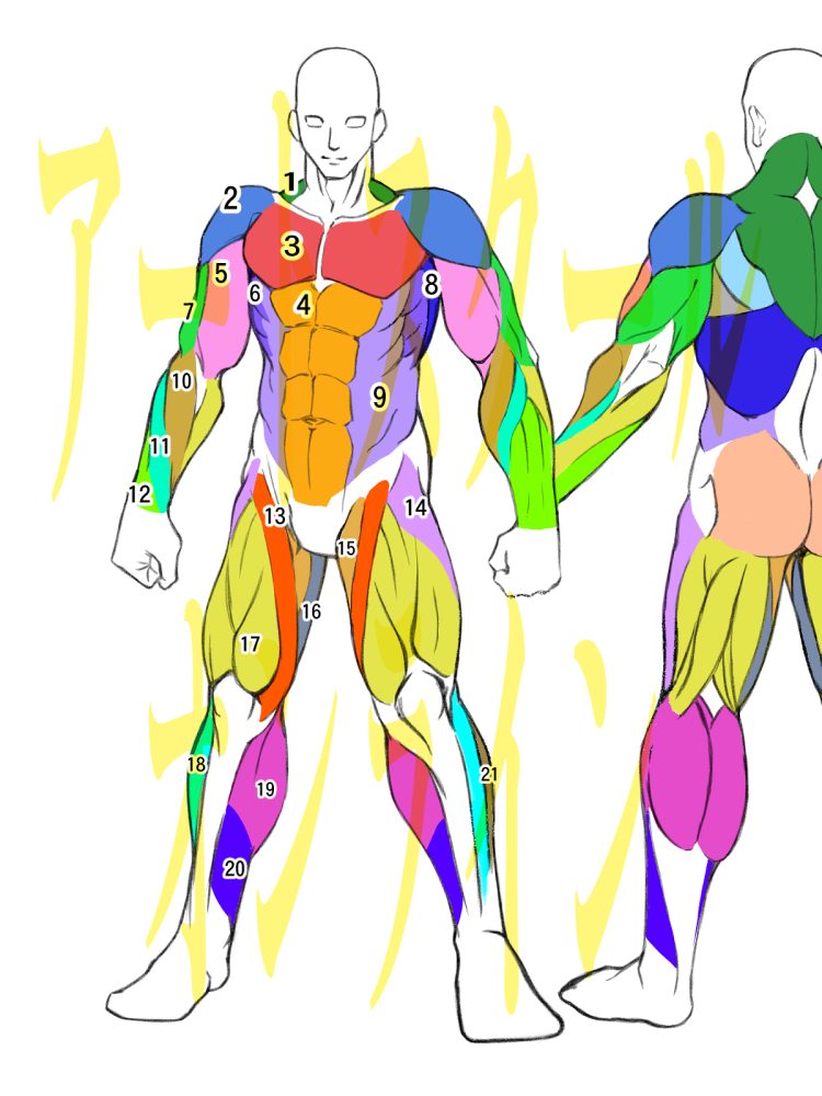 骨盤の構造を理解すると、描ける人体イラストの幅が広がるよ