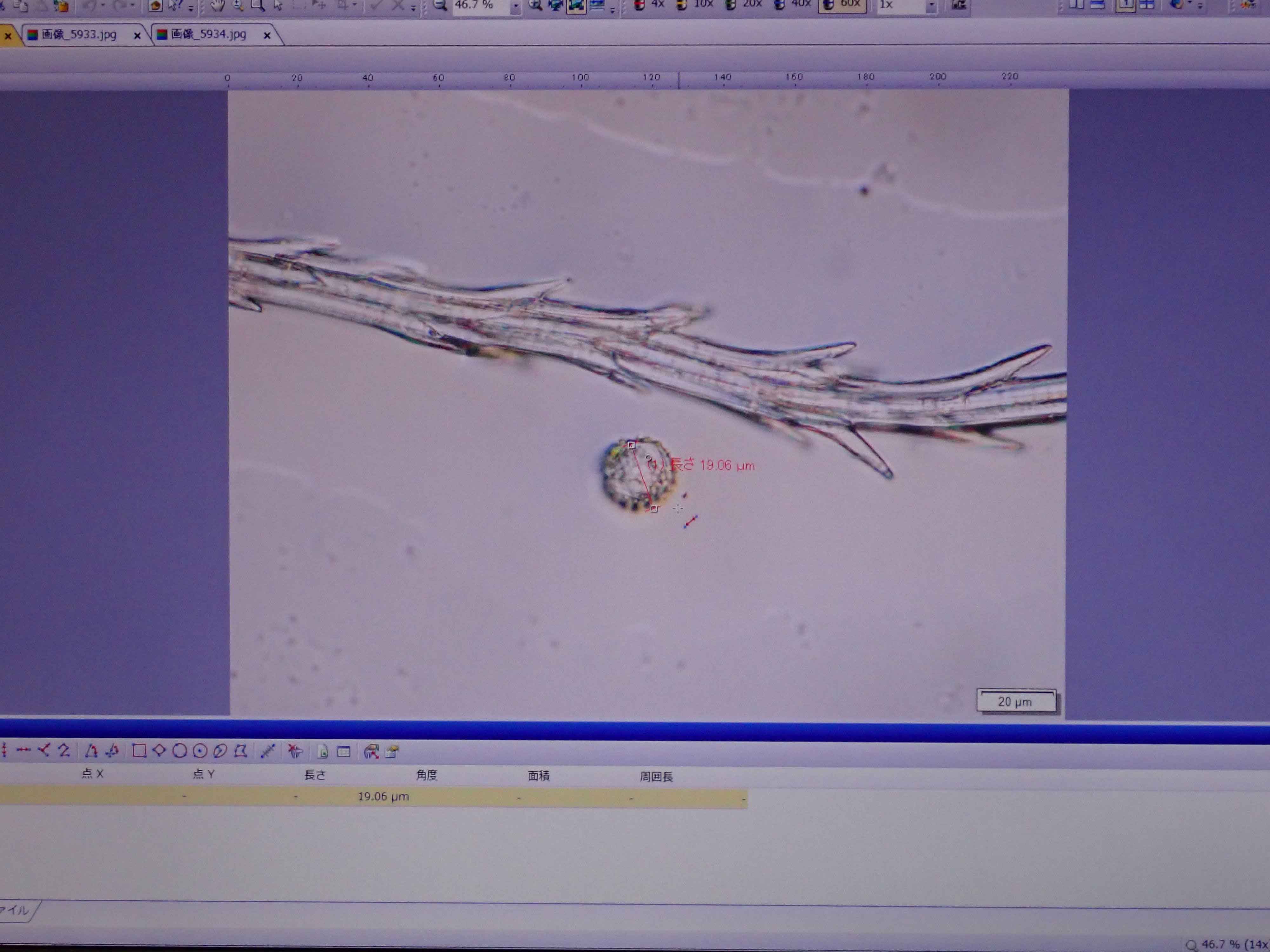 島根県：顕微鏡でみる花粉 トップくらし地域振興・交通関係機関中山間地域研究センターコラム平成23年度のコラム平成23年4月の一言コラム