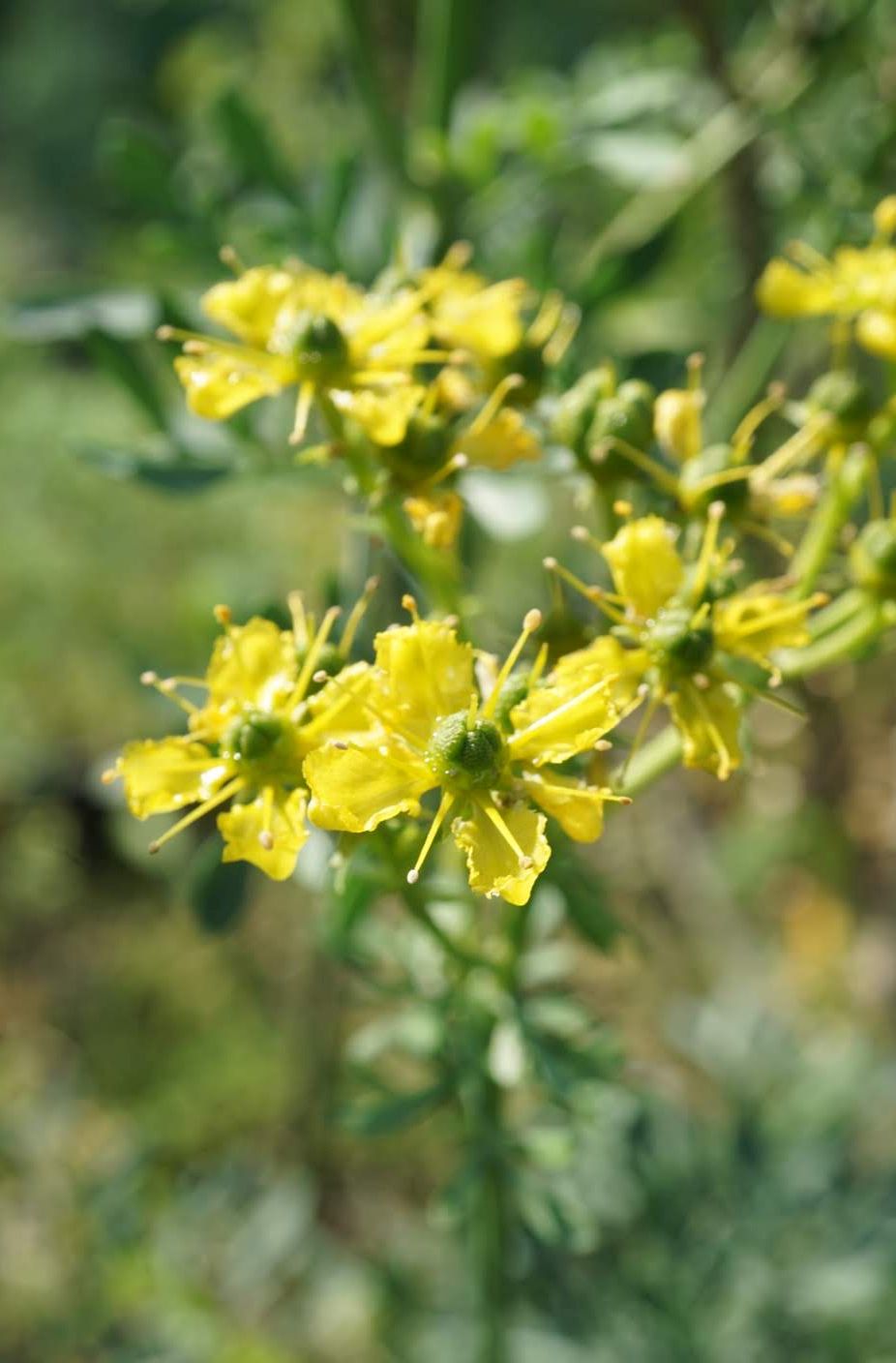 摂大薬草園 Setsunan Garden