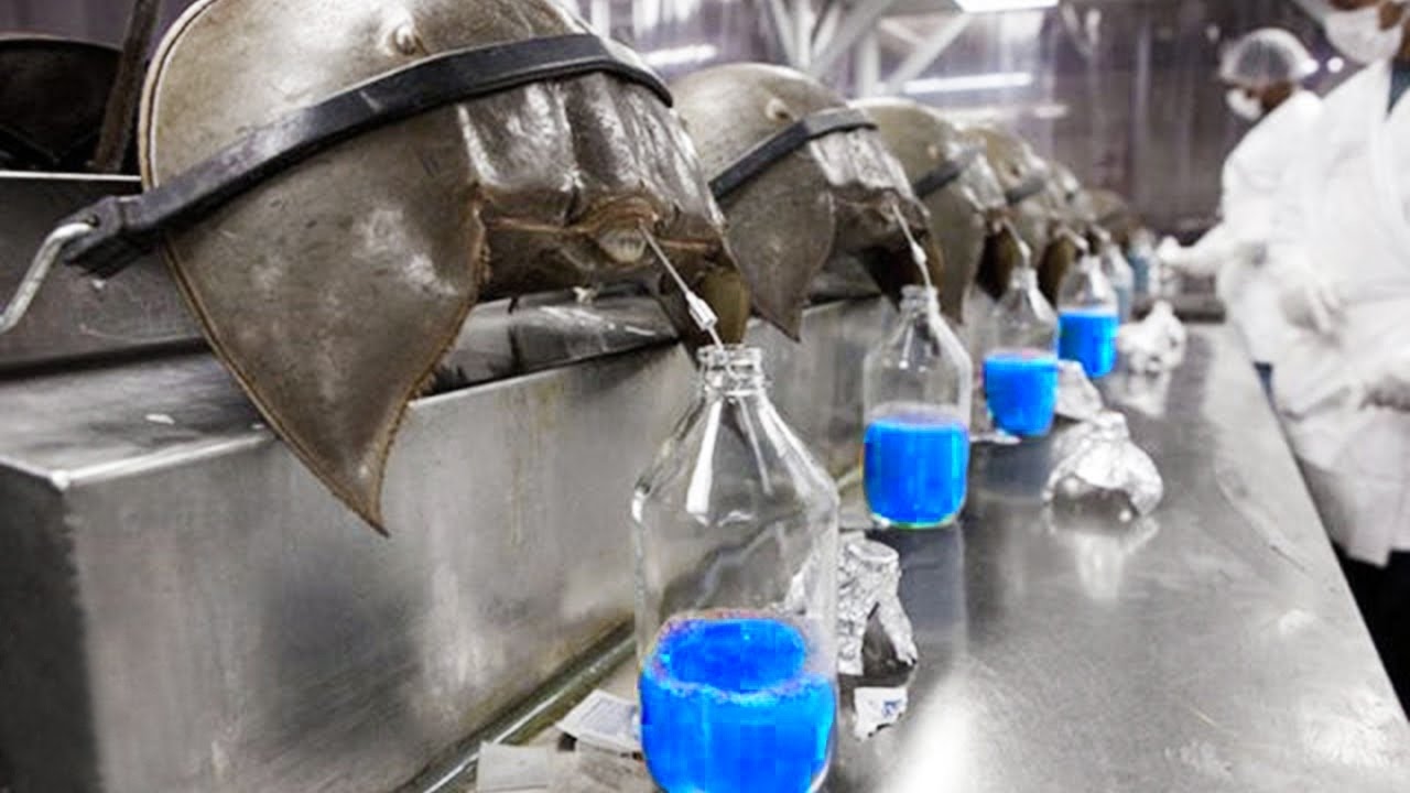 人間が「青い血」を抜く絶滅危惧種 カブトガニを代替する方法はある : 政治•社会 : ハンギョレ新聞