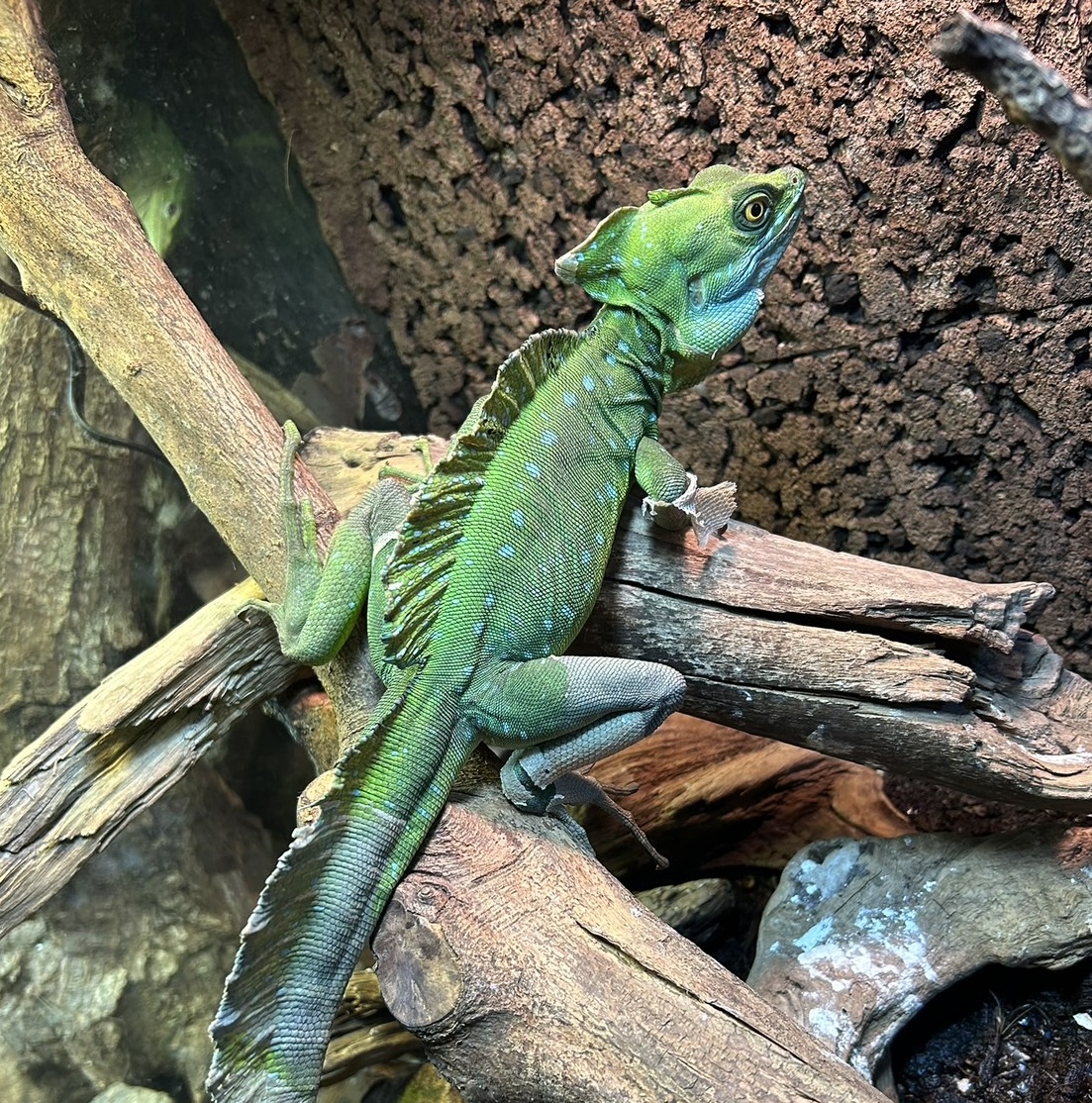 吉拉毒蜥，我唯一會考慮飼養的幾種有毒爬蟲類之一。超棒的蜥蜴。 : r reptiles