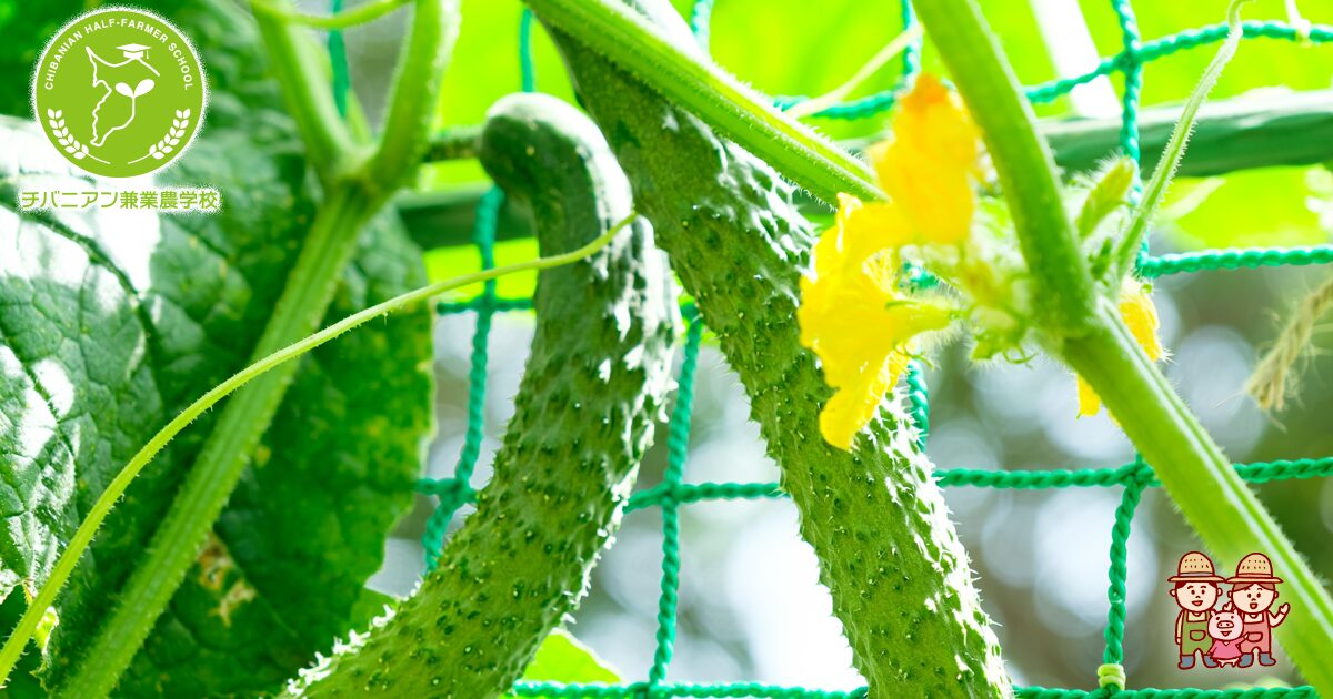 きゅうりがうどんこ病になりやすい原因は？白い葉っぱの治し方は