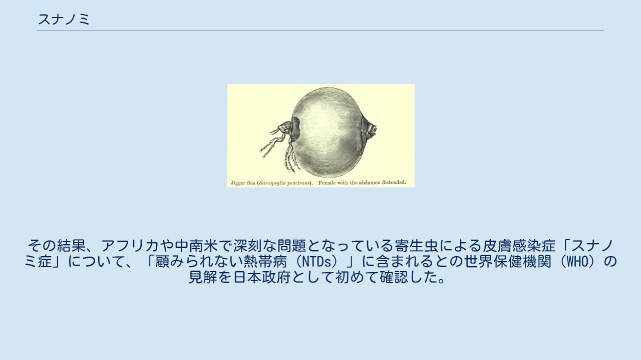 知らないと怖い！！スナノミの症状、治療、予防法まとめ。ALL ABOUT AFRICA