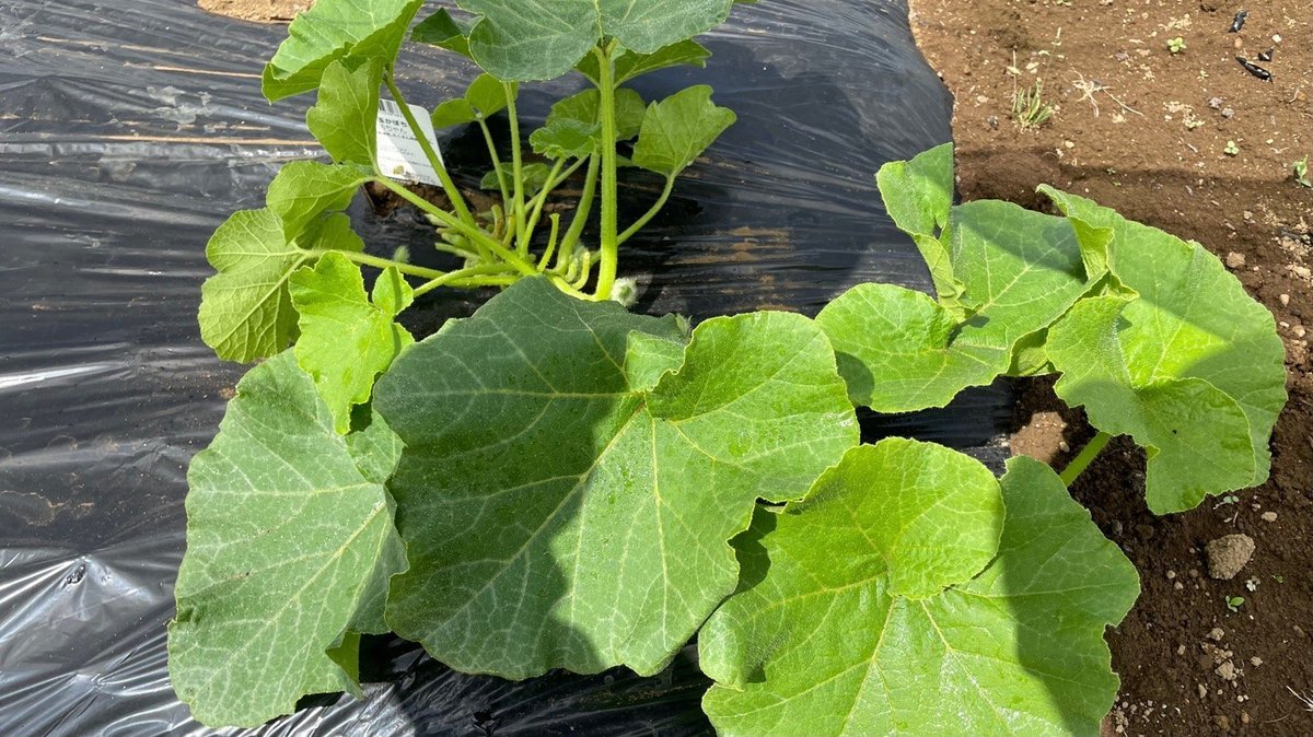 カボチャのうどんこ病は何で撃退！？青パパイヤと家庭菜園日記 - 楽天ブログ