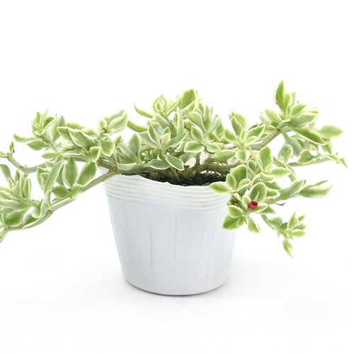 ベビーサンローズの剪定と植え替えをした話 - 日陰のある庭