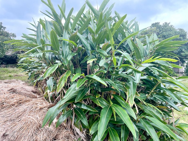 沖縄で愛される爽やかな香り「月桃 ゲットウ 」効果・効能とおすすめの使い方FELICE フェリーチェ