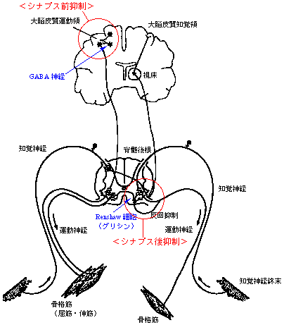 6989-98-6・塩化D-ツボクラリン五水和物・D-Tubocurarine ChloridePentahydrate・207-13583・201-13581 詳細情報ライフサイエンス 試薬-富士フイルム和光純薬