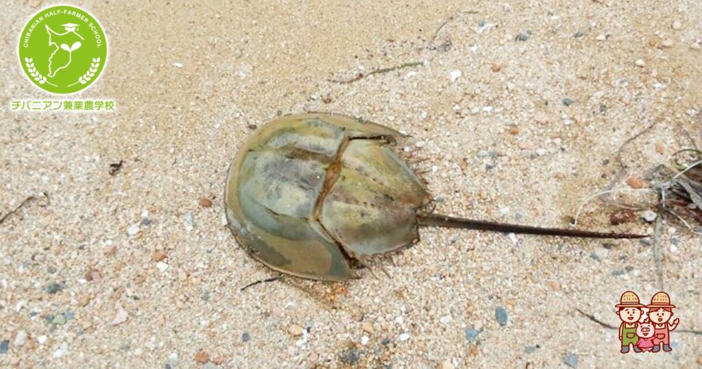 カブトガニの血液。「青色」じゃない！？ - 笠岡市ホームページ