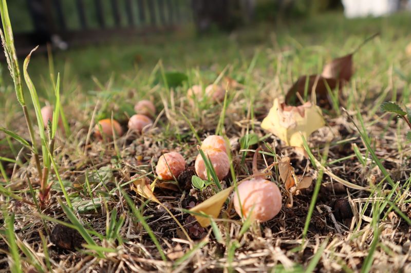 ぎんなん – いいね！Hokudai