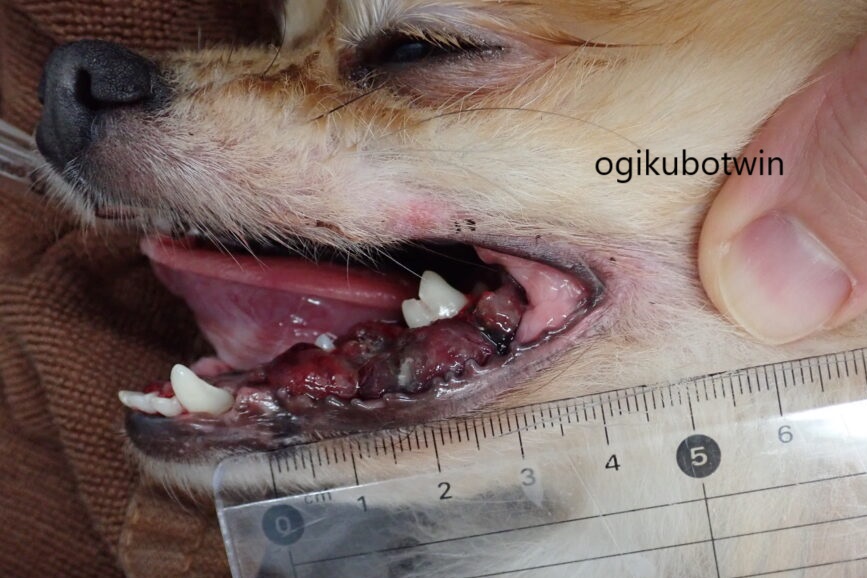 犬の「ものもらい」とは？症状や原因と予防対策について解説ColumnLevees レビーズ “ Animal Rights! ”動物の権利を考えるWEBマガジン