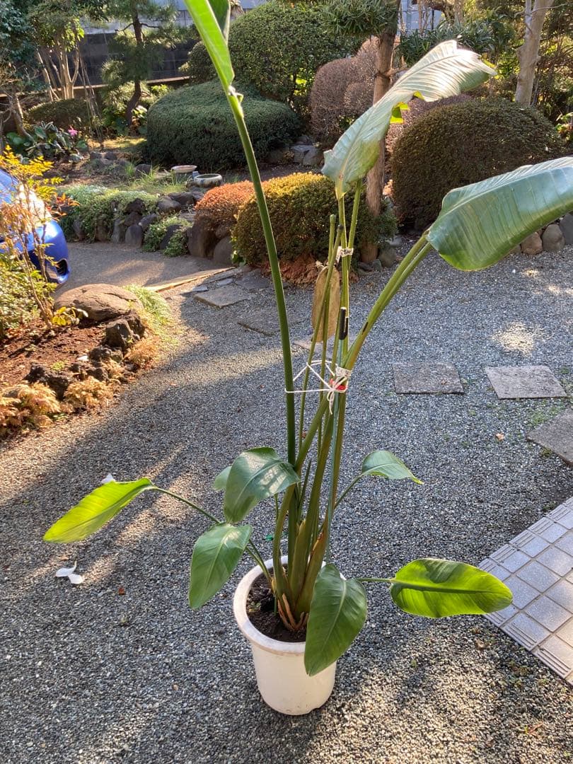 ストレッチア 写真素材1920299- フォトライブラリー photolibrary