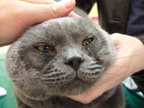 レーザー治療横浜市磯子区、金沢区のくりの木動物病院