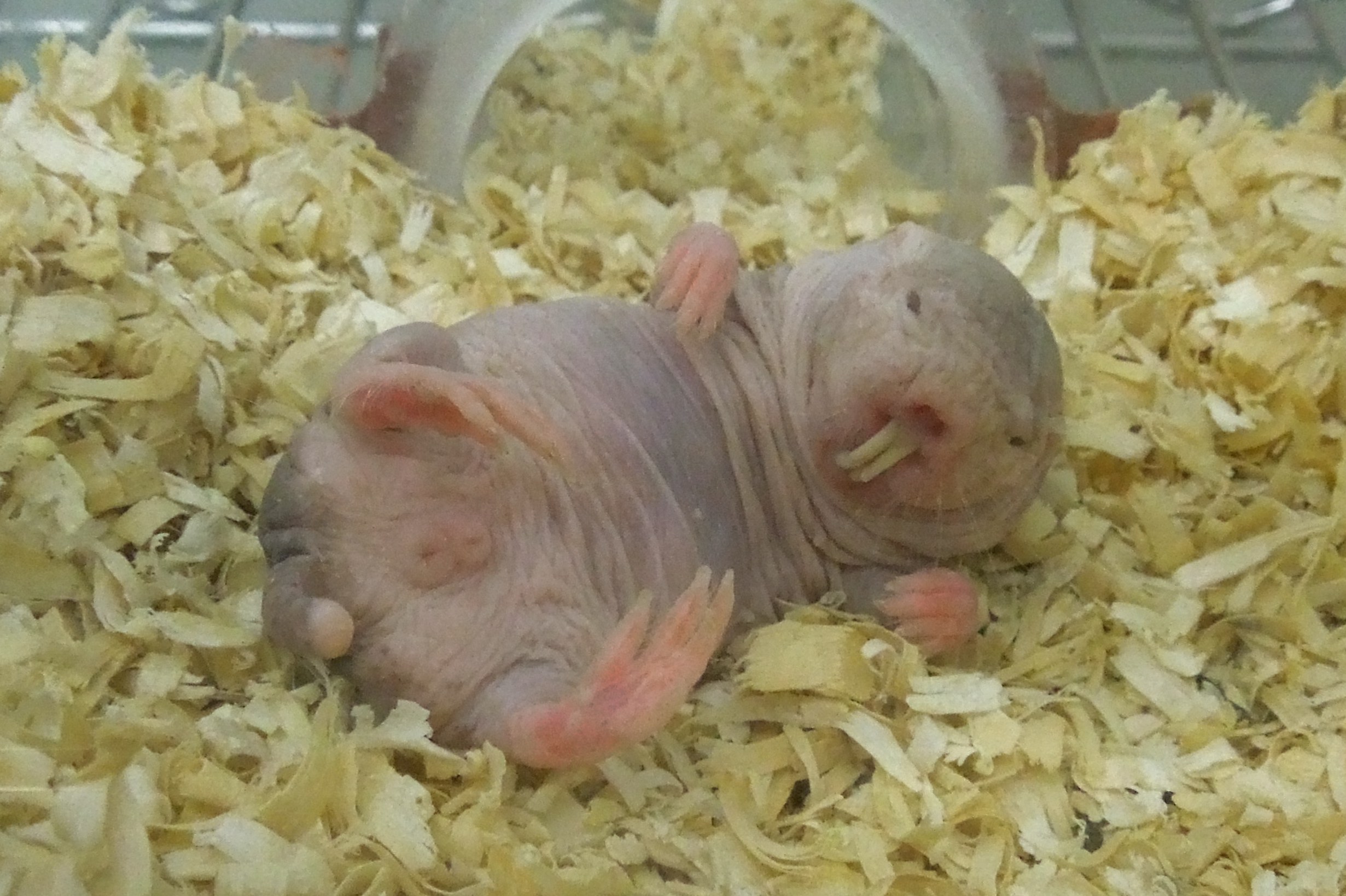 色々なげっ歯類 外国のげっ歯類のイラスト素材57809956- PIXTA