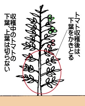 トマト苗、日々の栽培管理「芽かき・誘引」