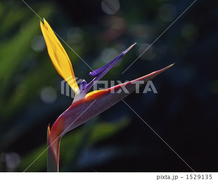 ③ 現品販売のストレッチア・レギネ8号鉢 極楽鳥花 今年は品薄状態です