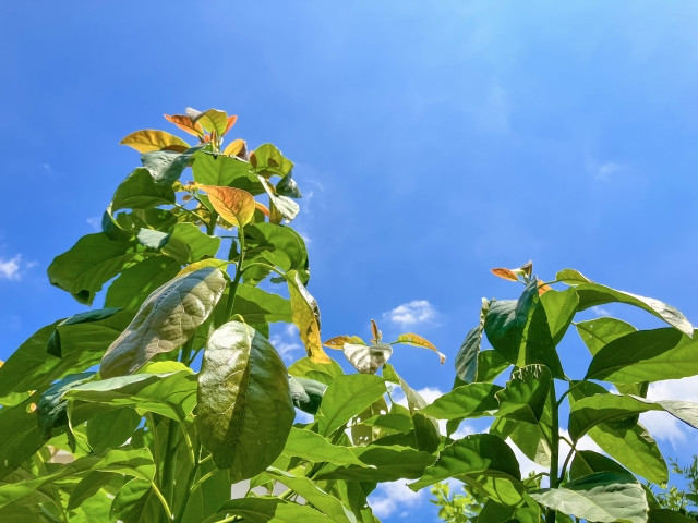 楽天市場 アボカド 苗2品種選べる アボカド栽培セット2年生接ぎ木苗×2品種専用土・肥料とスリット鉢2個付き果樹 苗木 熱帯果樹 栽培セット森のバター アボガド : 苗木の専門店 グリーンでＧＯ