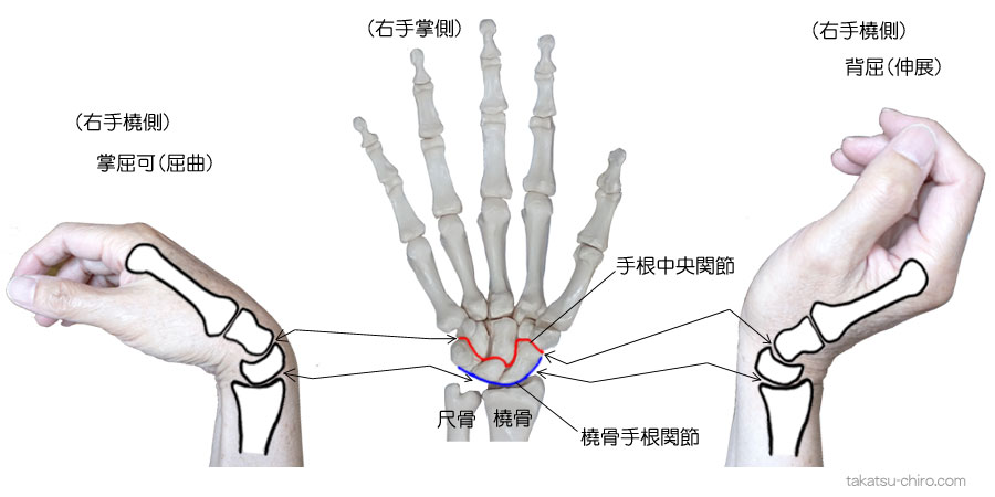 手の骨・筋肉・腱の名称高津整体院