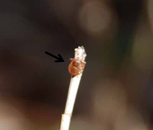 完全ガイド キャンプの虫対策！蚊・ブヨ・アブを寄せ付けない最強グッズ＆服装20代から始めるアウトドア