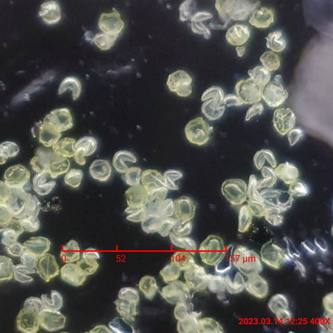 今まで知っていましたか？花粉の面白いあれこれ – スマホで本格顕微鏡 －microHunter－