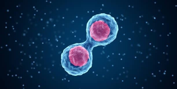 細胞分裂の写真素材写真素材なら「写真AC」無料 フリー ダウンロードOK