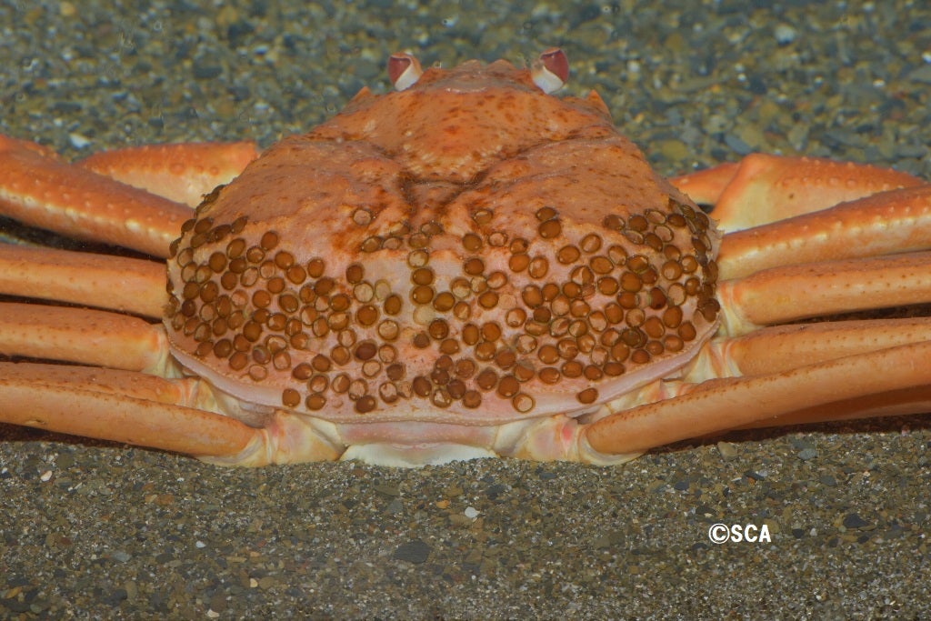 いきなりキモい画像ですみません - けけのモフモフ三昧