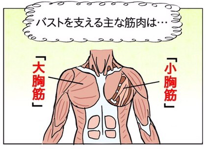 胸筋を鍛えてバストアップ 女性専用24時間ジムアワード八王子アワード八王子 女性専用 24時間ジム&セルフエステ＆脱毛のニュースまいぷれ 八王子市