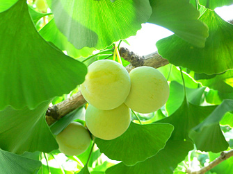 ぎんなん 銀杏 の実の種の取り方・洗い方・干し方 収穫した銀杏の種を洗って天日干しする方法 Coris cooking