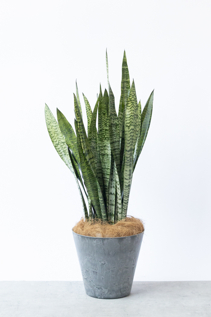 サンスベリアの風水効果で運気爆上げ！置き場所や方角まで徹底解説 – 東京寿園