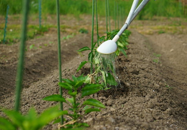 プランターでピーマンは良く収穫できた