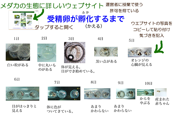 胚盤胞豆知識コウノトリ生殖医療センター 卵子 精子提供、不妊治療