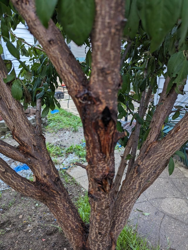 梅の木の病気？このプルプルした物は何？ - 梅の木から樹液？ジェルの- Yahoo!知恵袋