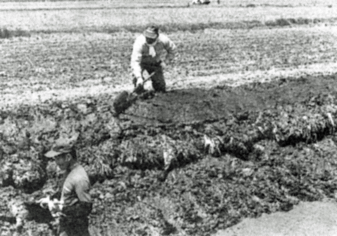 vol1．寄生虫と花粉症フジムラ薬局