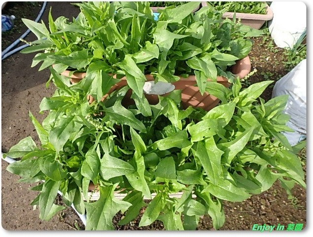 ほうれん草を上手に栽培する方法。栽培で起こる疑問トラブルも詳しく解説 - みんなのブログ体験農園なら貸し農園 市民農園 のシェア畑