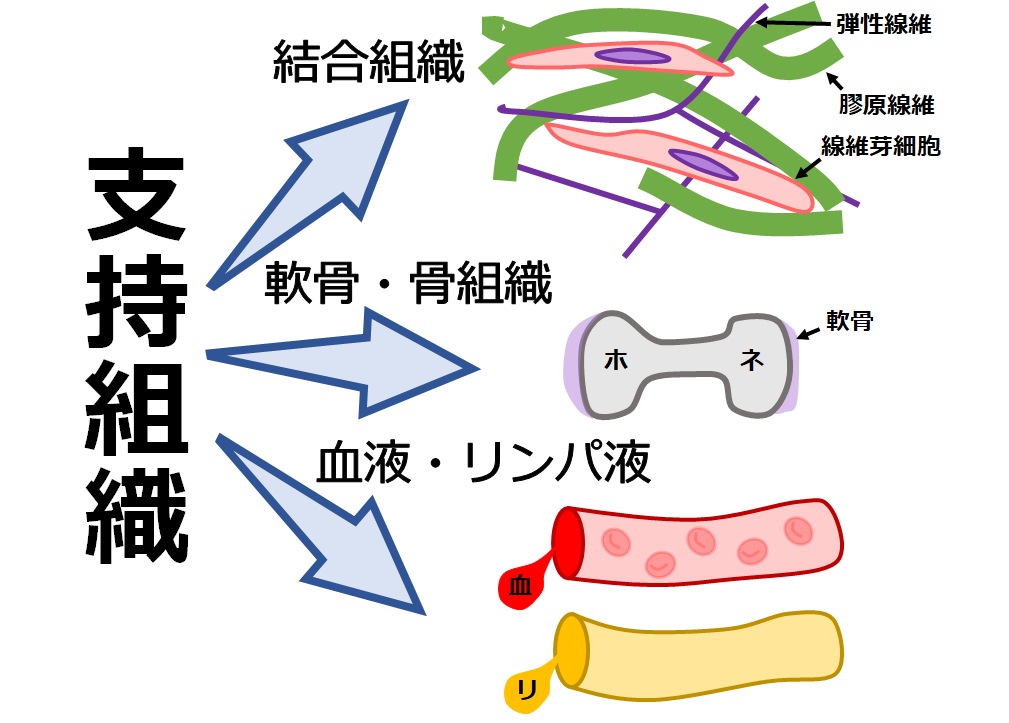 軟骨の種類 ３つ柔道整復師のゴロ合わせ