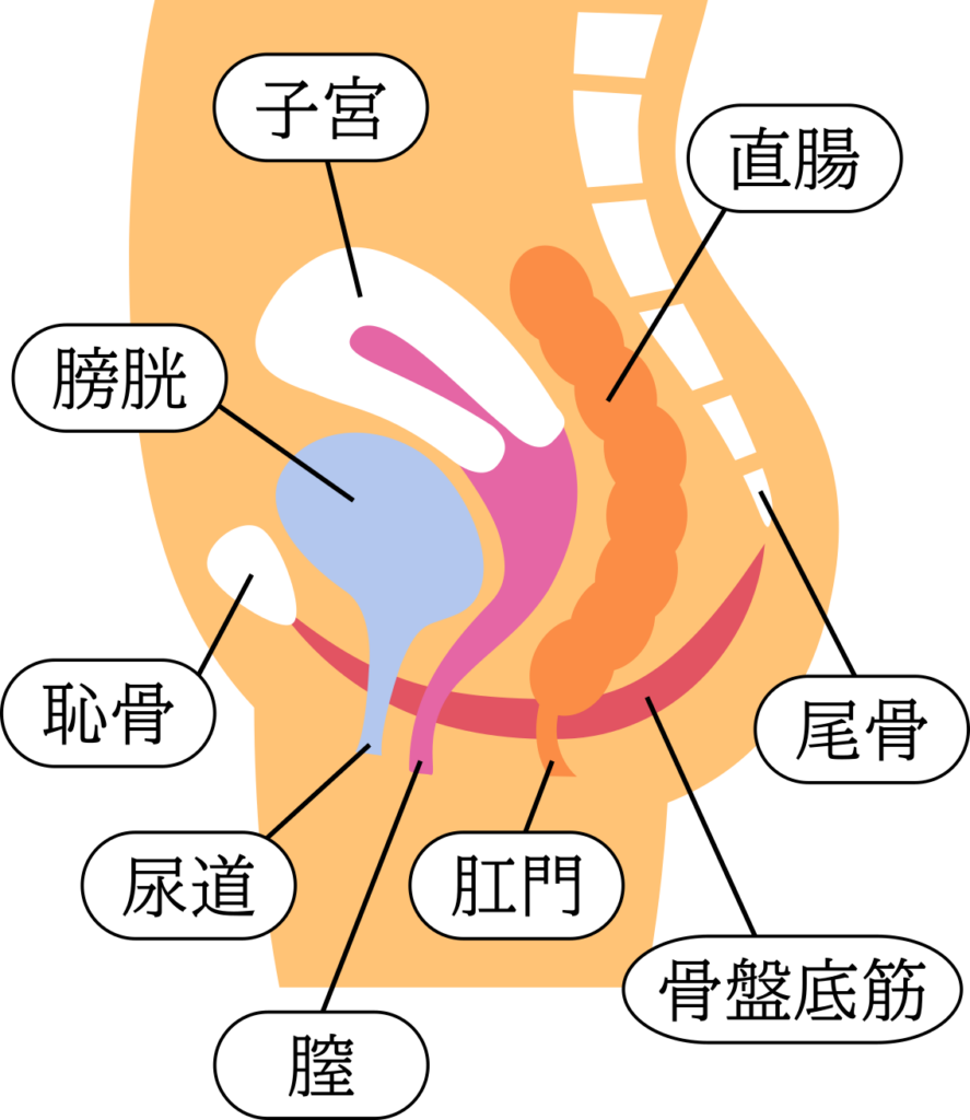 子宮筋腫横浜市青葉区の婦人科内視鏡手術センタ