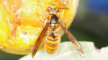 注意 アシナガバチに2回目刺されると危険？どうすればいい？ 京都でハチ駆除ならトータルクリーン