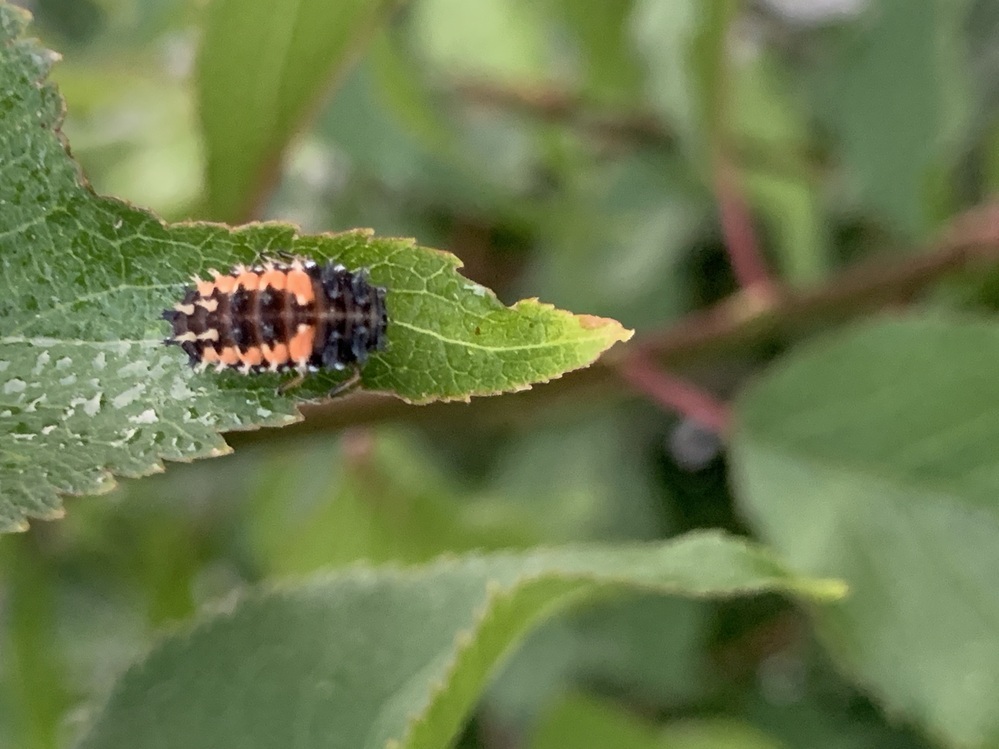 梅の木に害虫が・NATURAL匝瑳