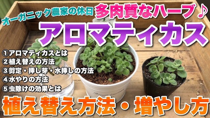 アロマティカスの育て方～徒長したアロマティカスを仕立て直す～Atelier Cheer