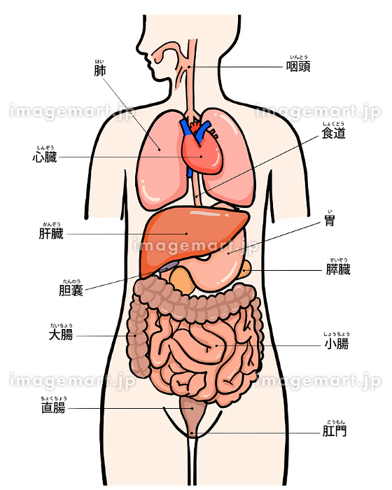 人体 筋肉構造33624577 のイラスト素材 - アフロ