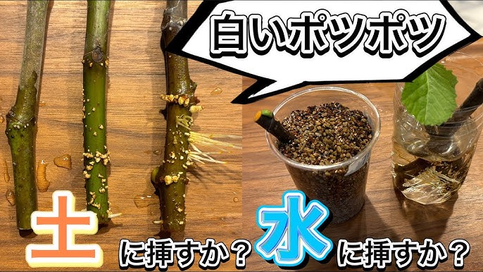 イチジクの緑枝挿し？挿し木？に挑戦しています。ネットの情報 園芸相談Q＆Aみんなの趣味の園芸