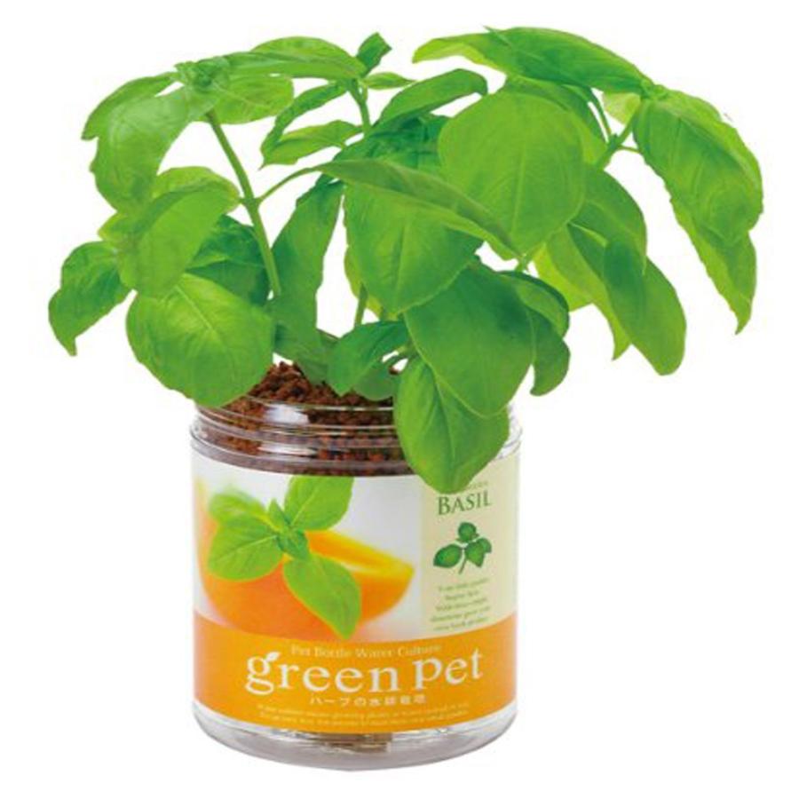 お家で育ててみよう！～水耕栽培でバジル作り～一般財団法人 日本educe食育総合研究所