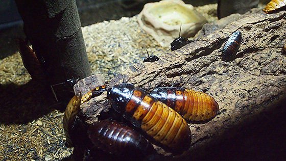 正面から見ると気持ち悪い昆虫バッタbuginsect