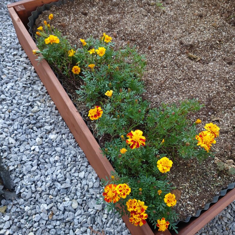 コンパニオンプランツ？ トマトと植えたい花？ マリーゴールドで虫除けしよう 植物とあなたをつなぐPlantia