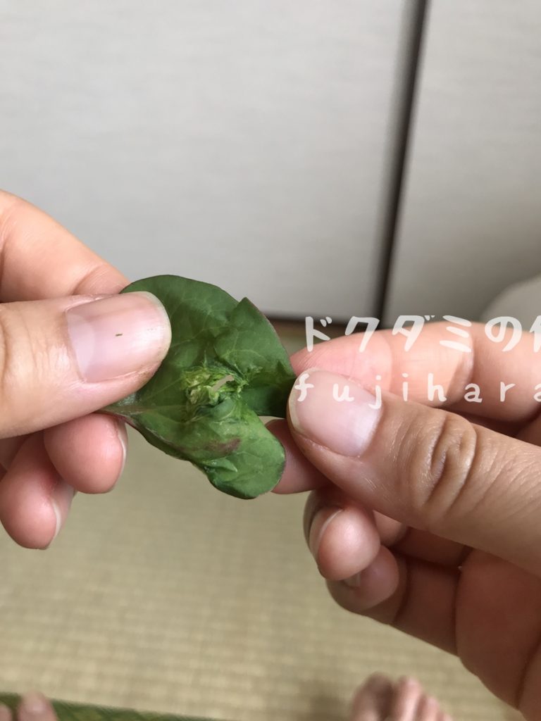 自然な美しさをもたらす「自家製ドクダミチンキ」の作り方 - 庭サポ