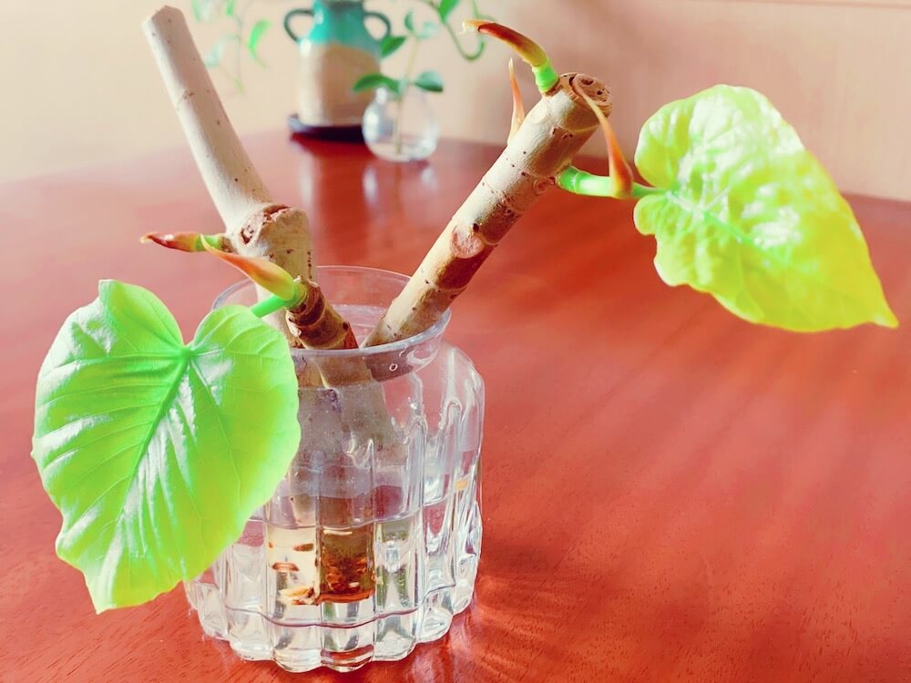 ウンベラータを挿し直す観葉植物diary