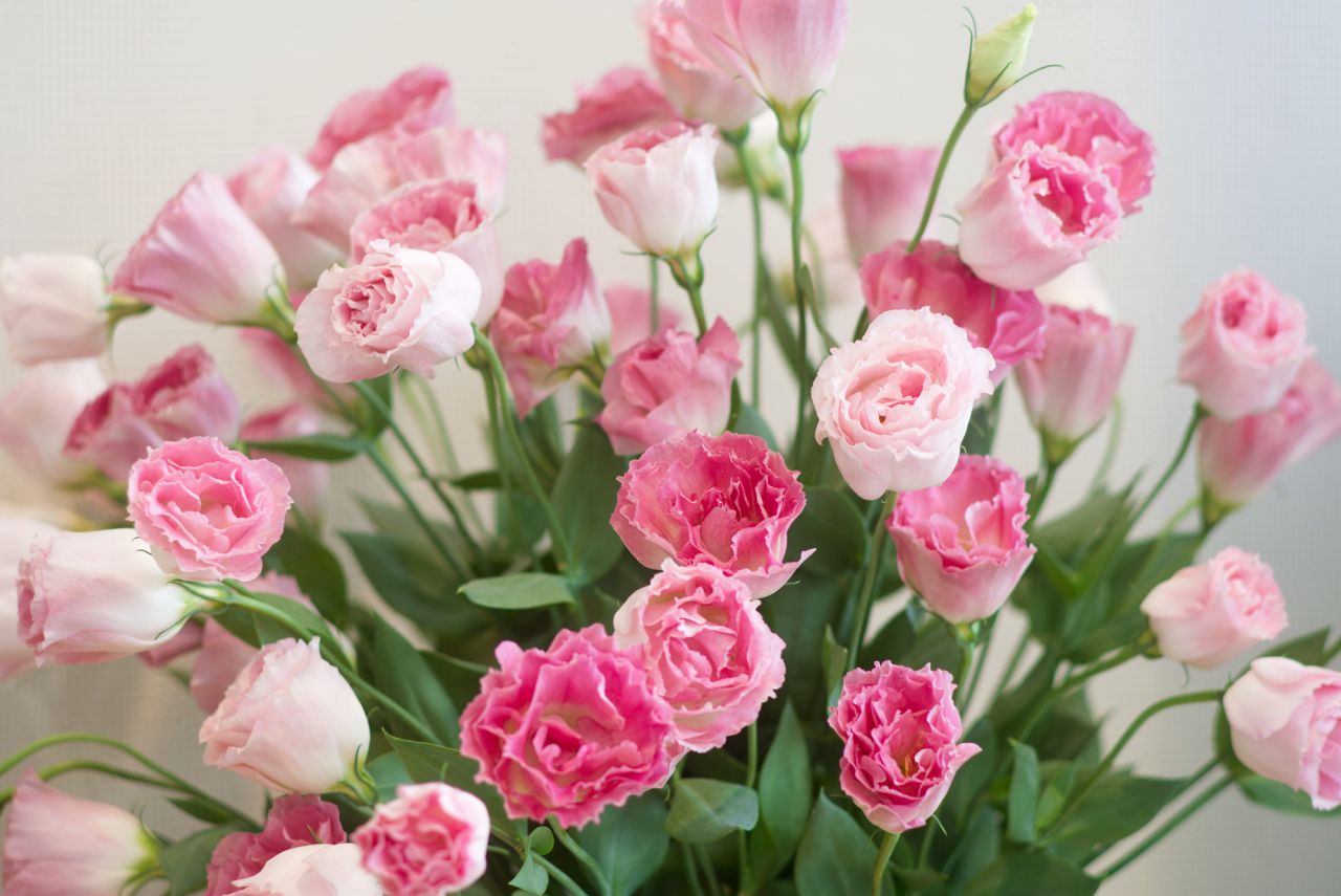 トルコギキョウ品種紹介3 15現在‎💚エグゼグリーン‎ ‎💚農家農園花農家花農園園芸栽培花生花花束生け花結婚式フラワーアレンジメントプリザーブドフラワートルコギキョウトルコキキョウトルコトルコ桔梗リシアンサス